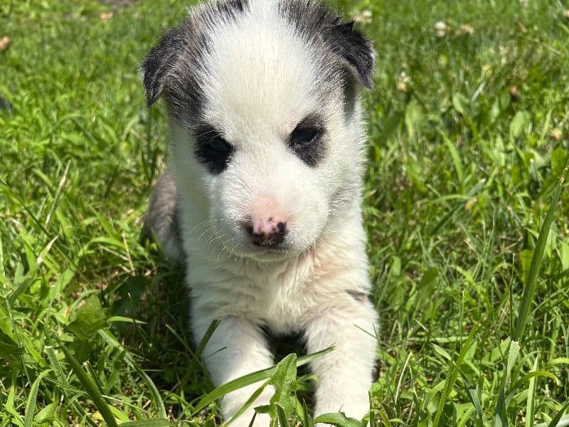 Puppy C primary photo