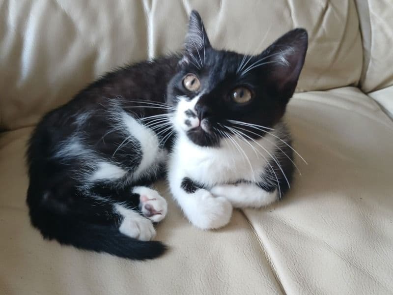 Oreo primary photo