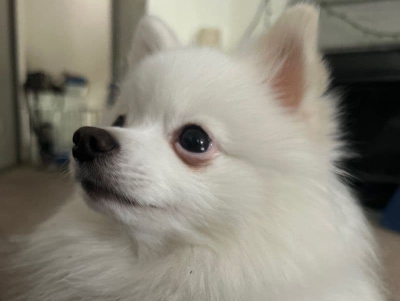 Pixel primary photo
