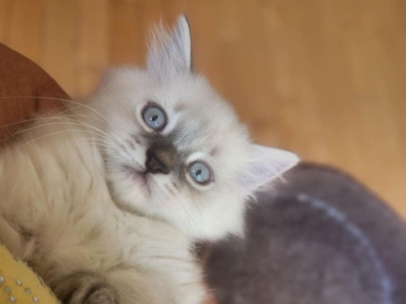 Fluffy primary photo
