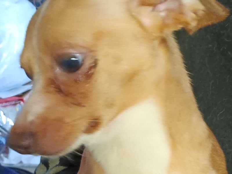 "scrappy" primary photo