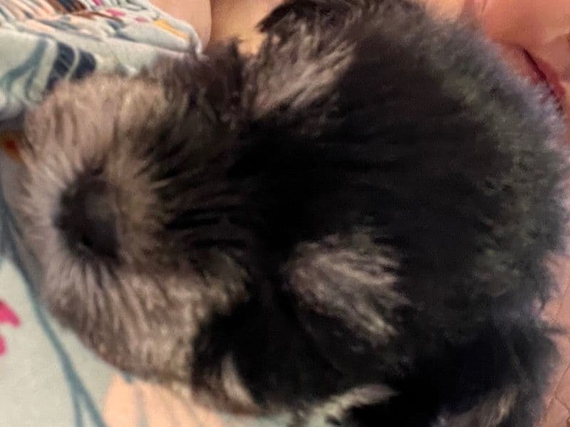 Puppy primary photo