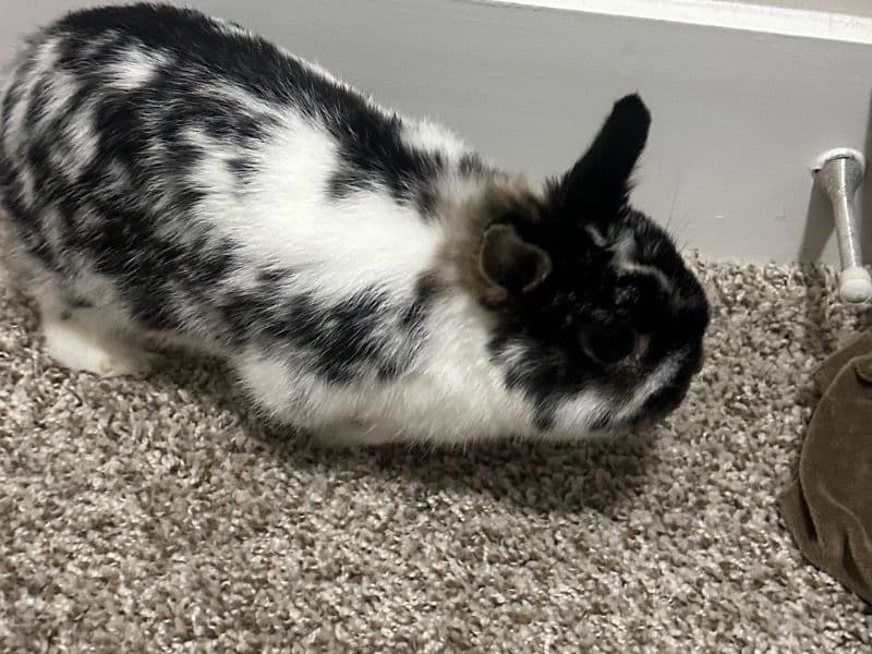 Oreo primary photo