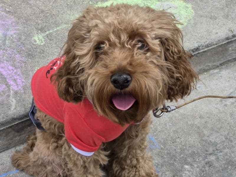 Teddy primary photo