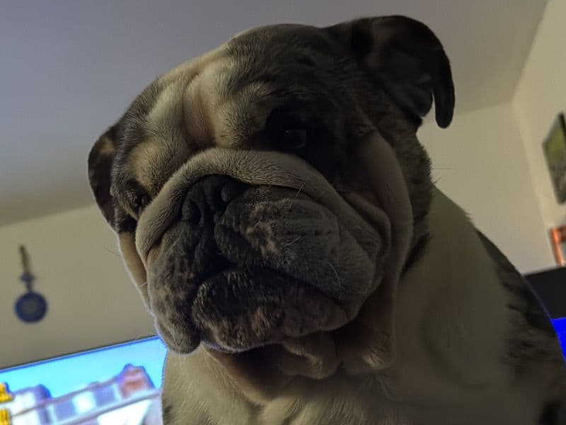 Ernie primary photo