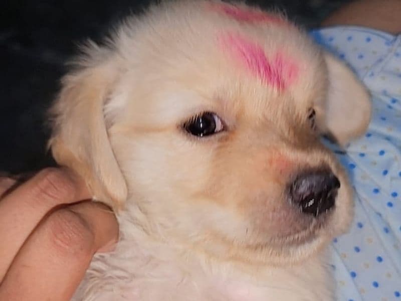 Golden Retriever primary photo