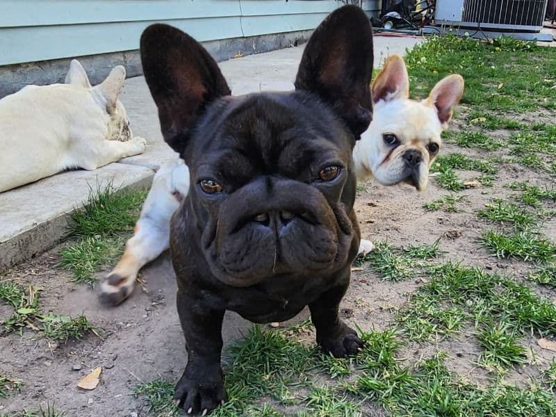 Coco primary photo