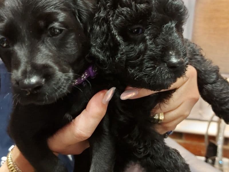 Puppies primary photo