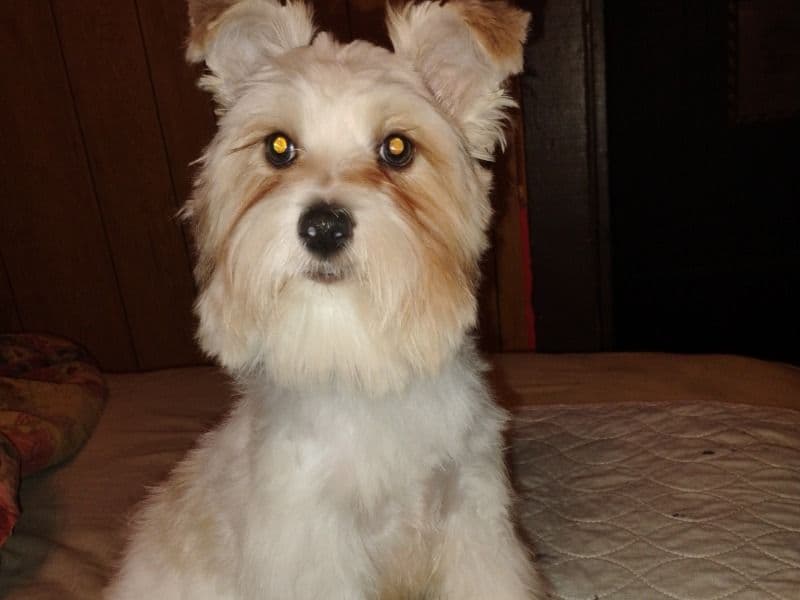 Koda primary photo