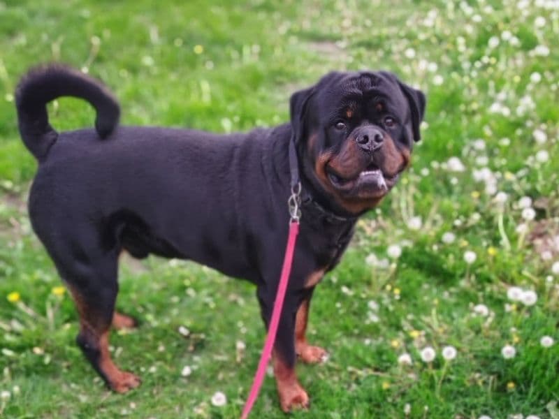 Jasper primary photo
