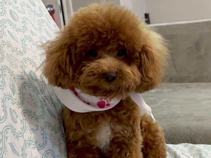 Bella primary photo