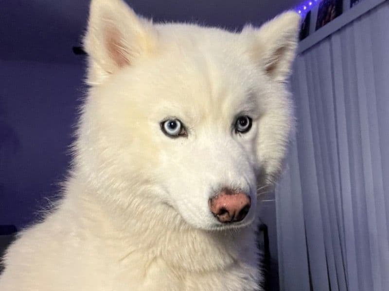 Max primary photo