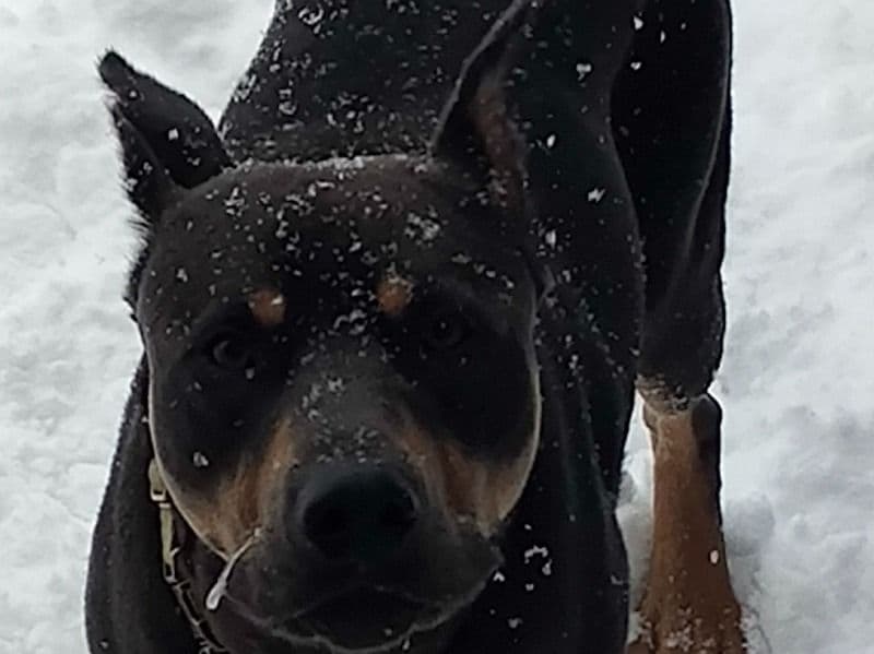 Hank primary photo