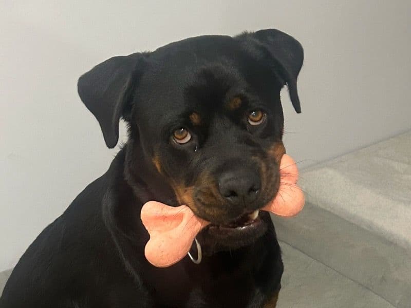 Koda primary photo