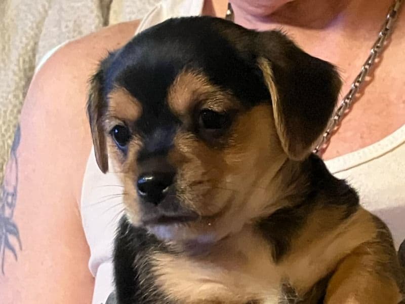 Barkley primary photo