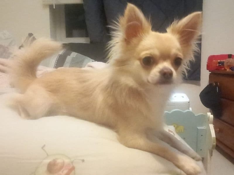 Gizmo primary photo