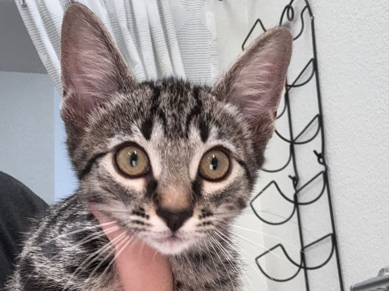 Lily primary photo