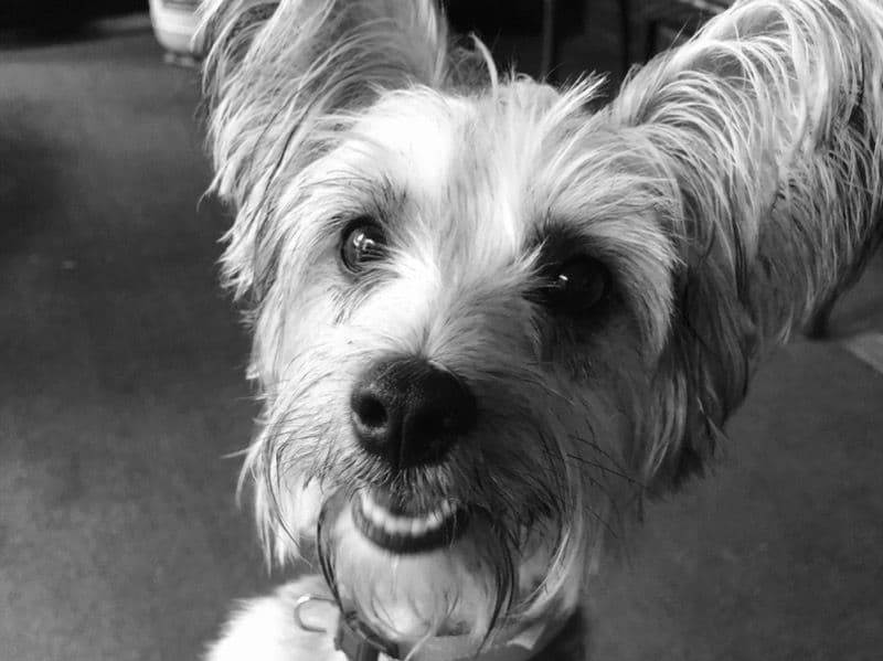Ellie primary photo