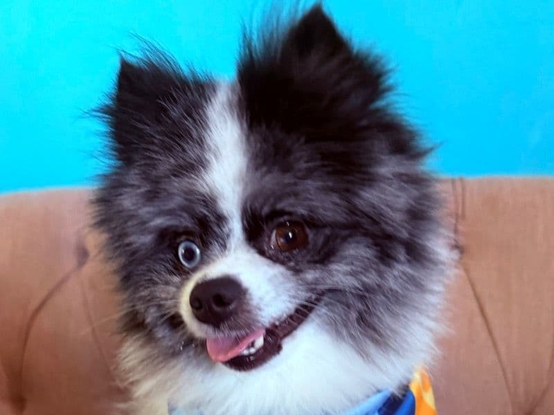 Fluffy primary photo