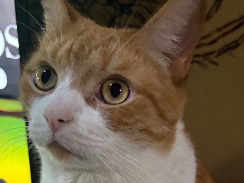 Simba primary photo
