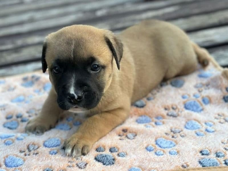 Puppy 5 primary photo