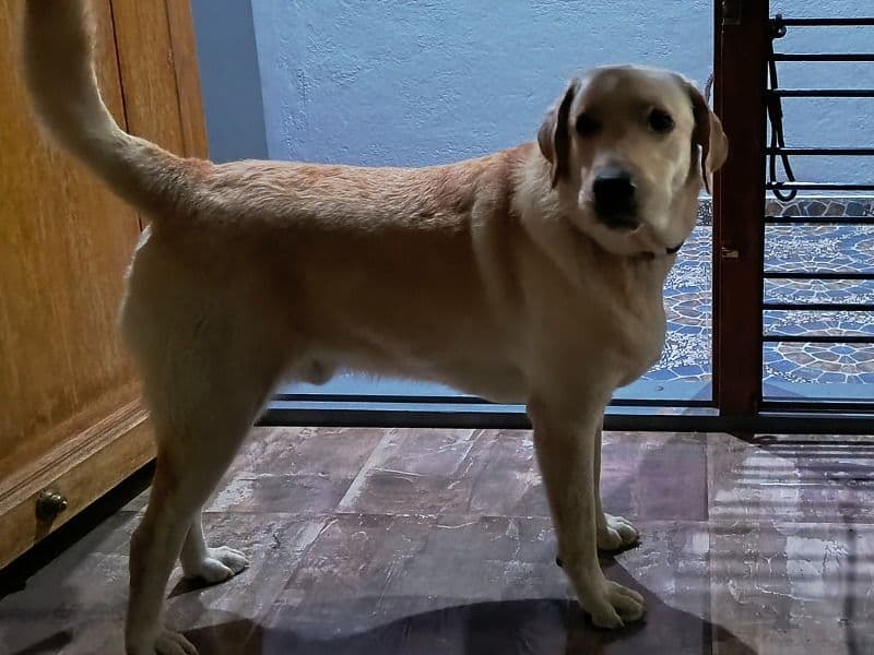 Bruno primary photo