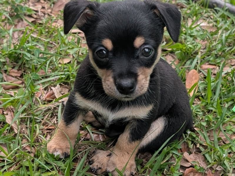 Buddy primary photo