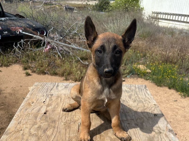 Max primary photo