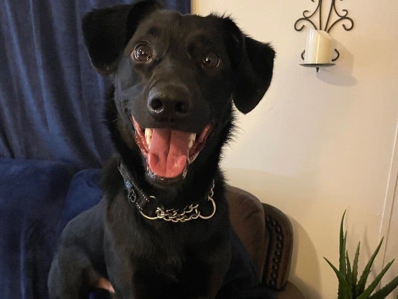Kali primary photo