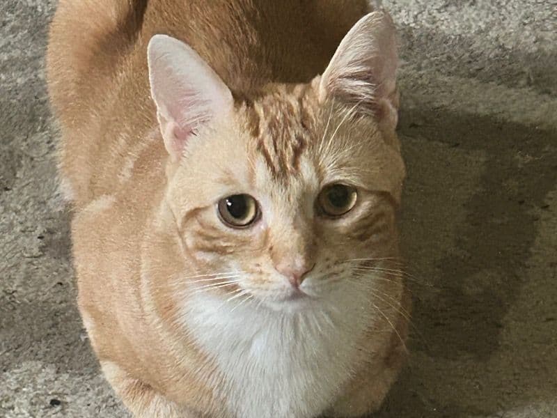 Mango primary photo