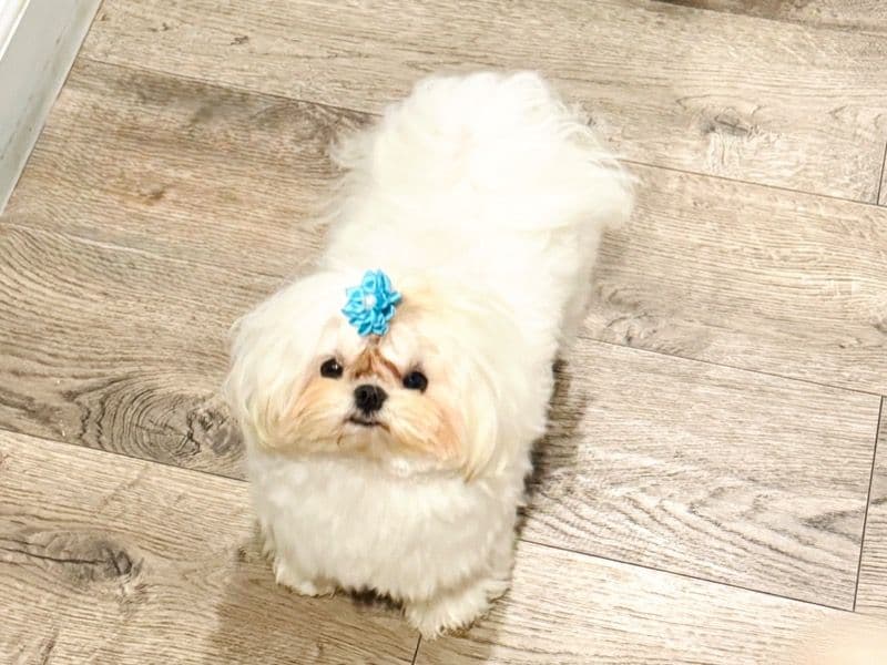 Tofu primary photo