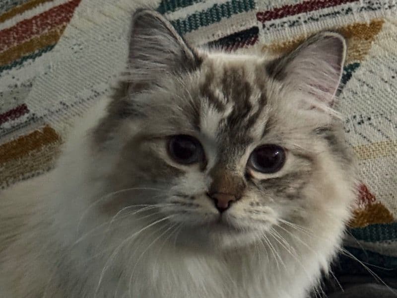 Bella primary photo