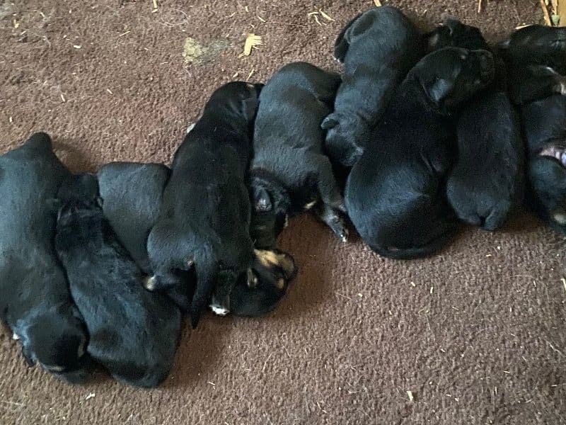 Litter Of German Shepards! (male And Female Available) primary photo