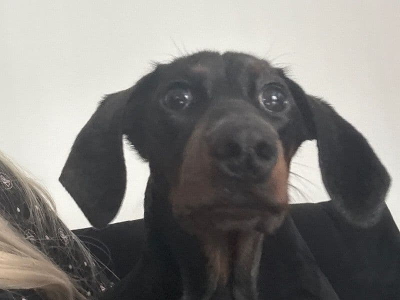 Pickles primary photo