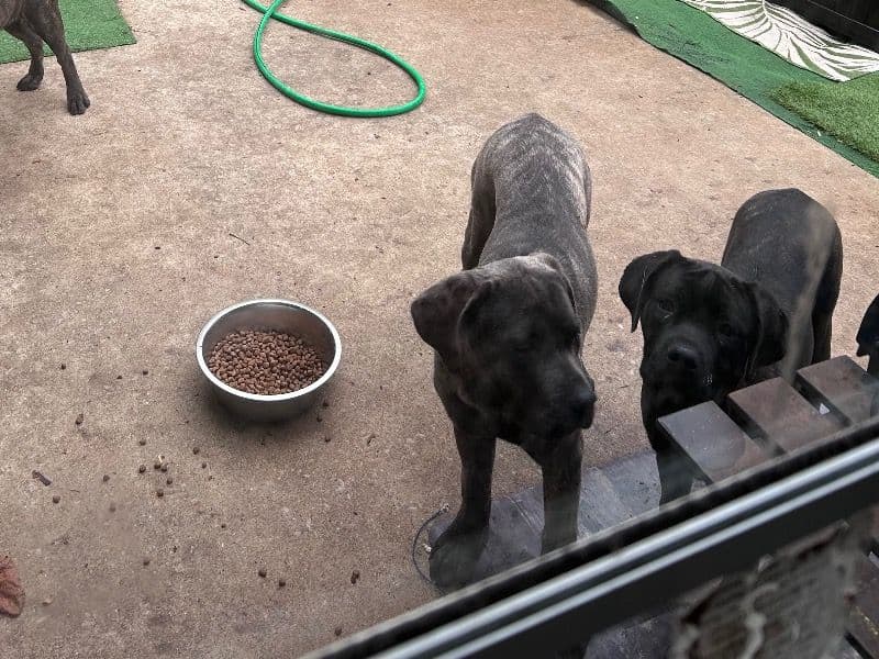 Coco And Hershey primary photo