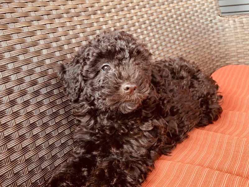 Mila primary photo