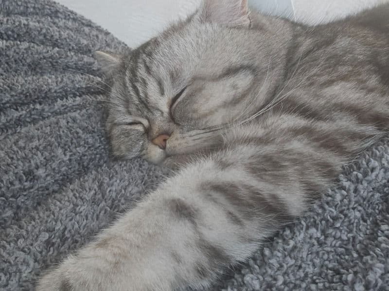 Pussy Kitten primary photo