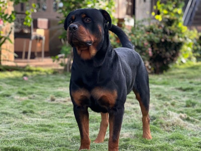 Bruno primary photo