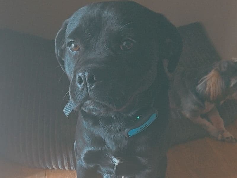 Pablo primary photo