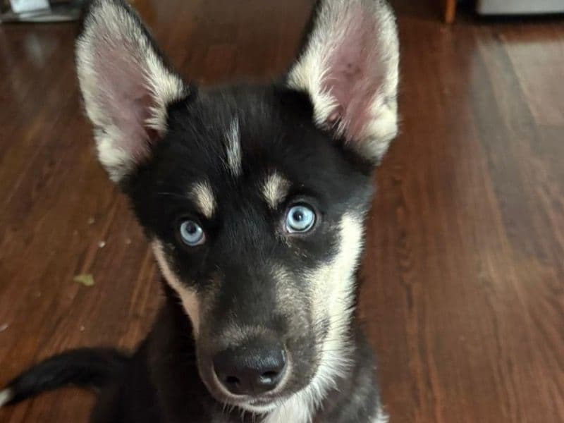 Koda primary photo