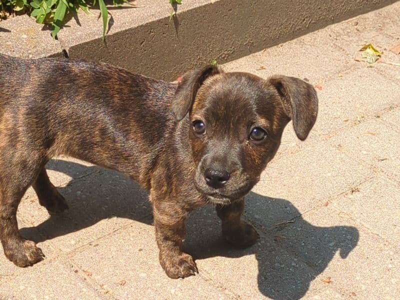 Puppy 1 Female primary photo