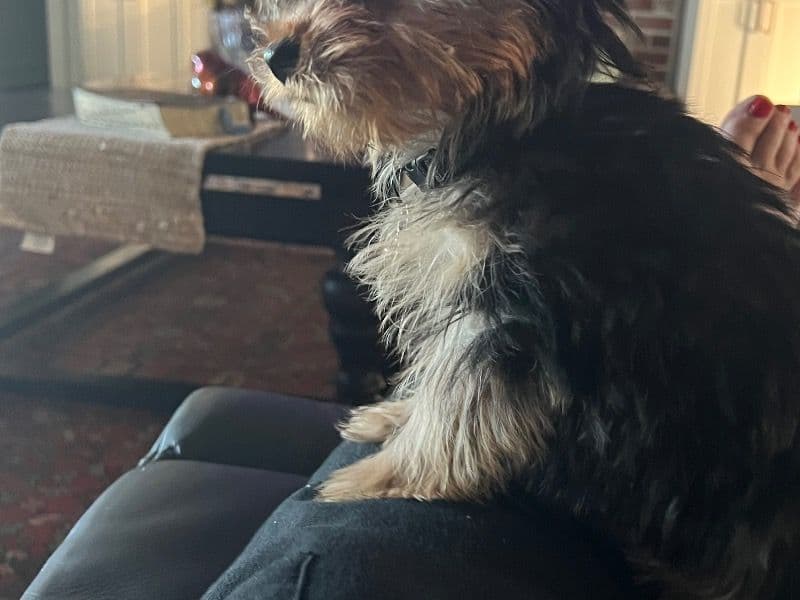 Bella primary photo