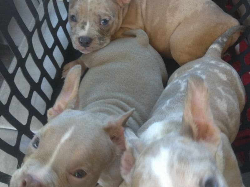 American Bully primary photo
