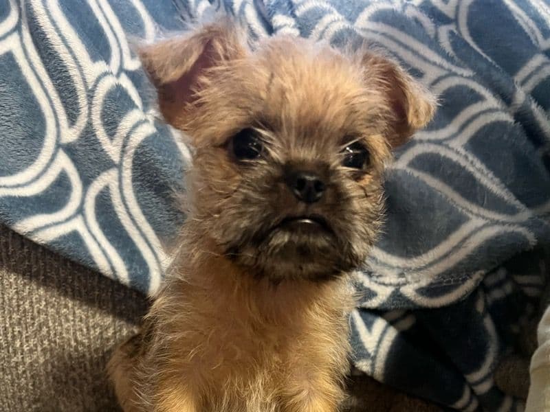 Rufus primary photo