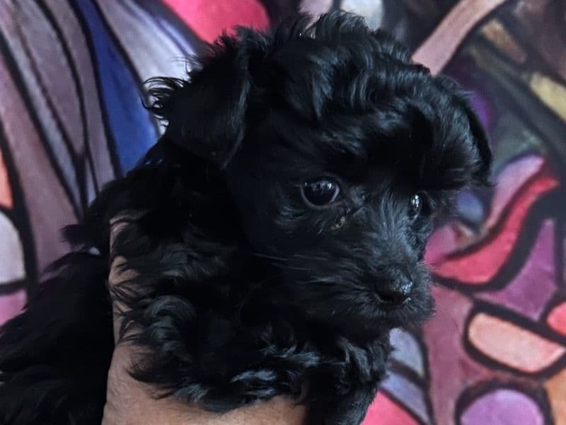 Yorkie Poo primary photo