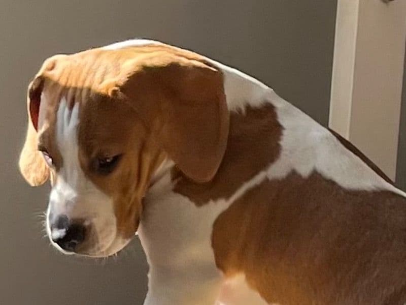 Ginger primary photo