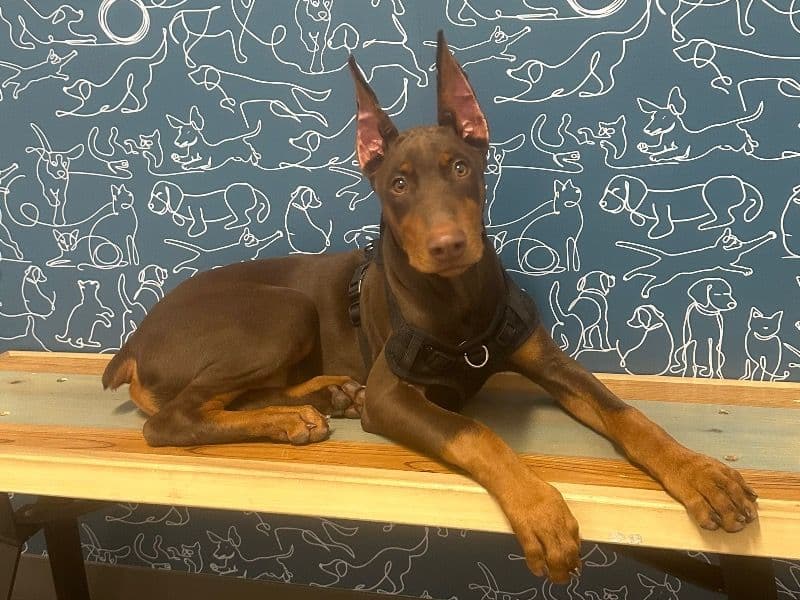 Xylo primary photo