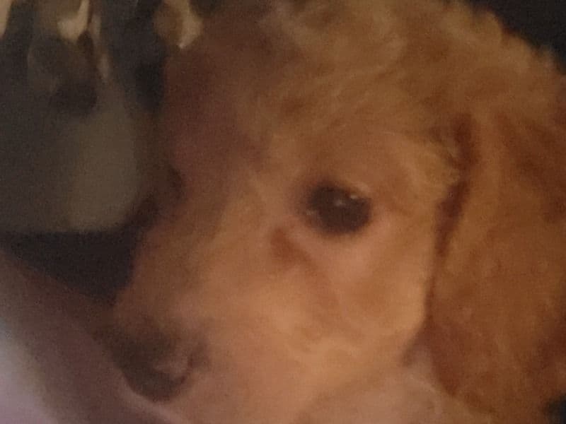 Lily primary photo