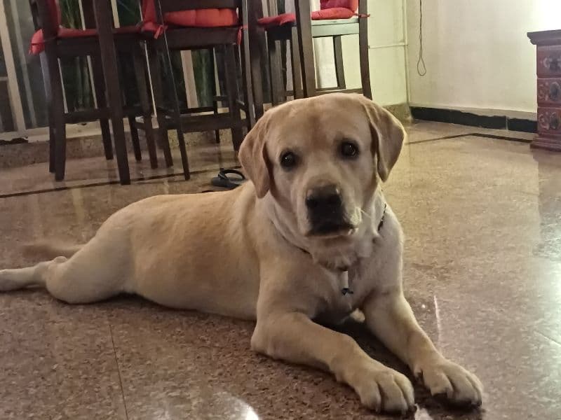Buddy primary photo