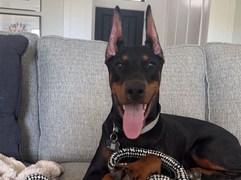 Nala primary photo